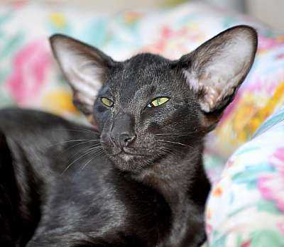 Черные ориентальные кошки (14 фото): описание котов черного окраса. как содержать котенка-ориентала?