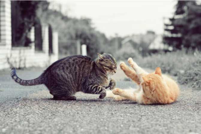 Как понять играют кошки или дерутся? | про кошек | яндекс дзен