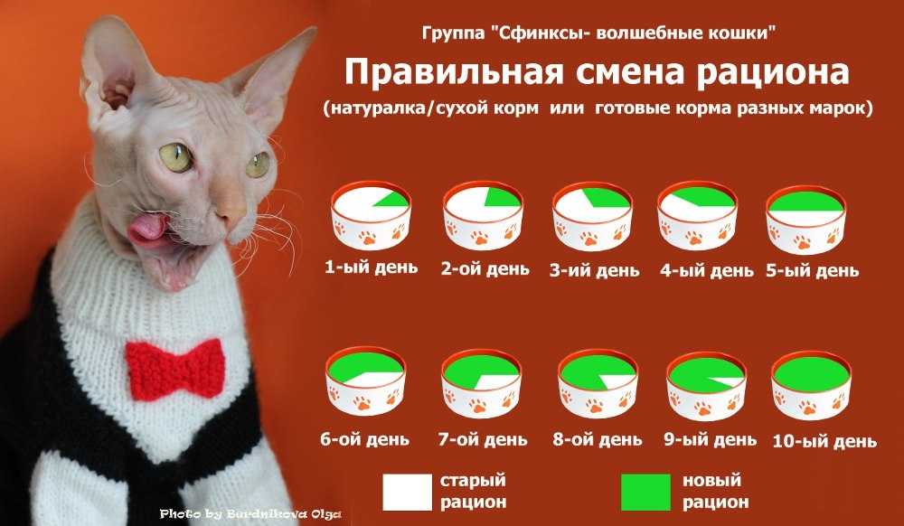 Как правильно кормить кошек сухими кормами