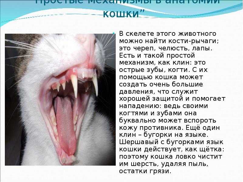 Сколько зубов у взрослой кошки | постоянных в норме, количество, у кота