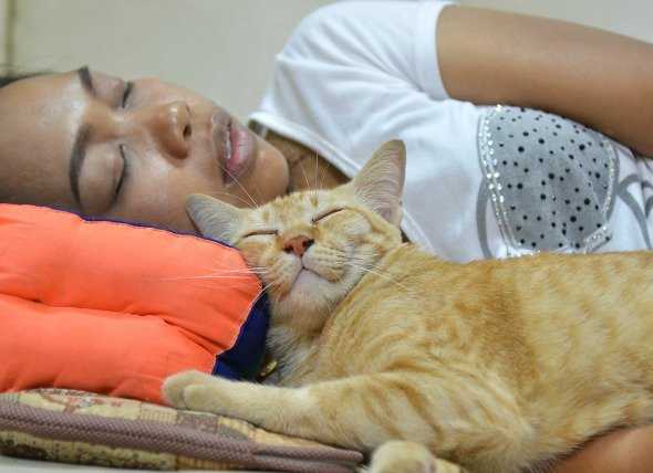 Как место сна кошки по приметам влияет на жизнь хозяина
