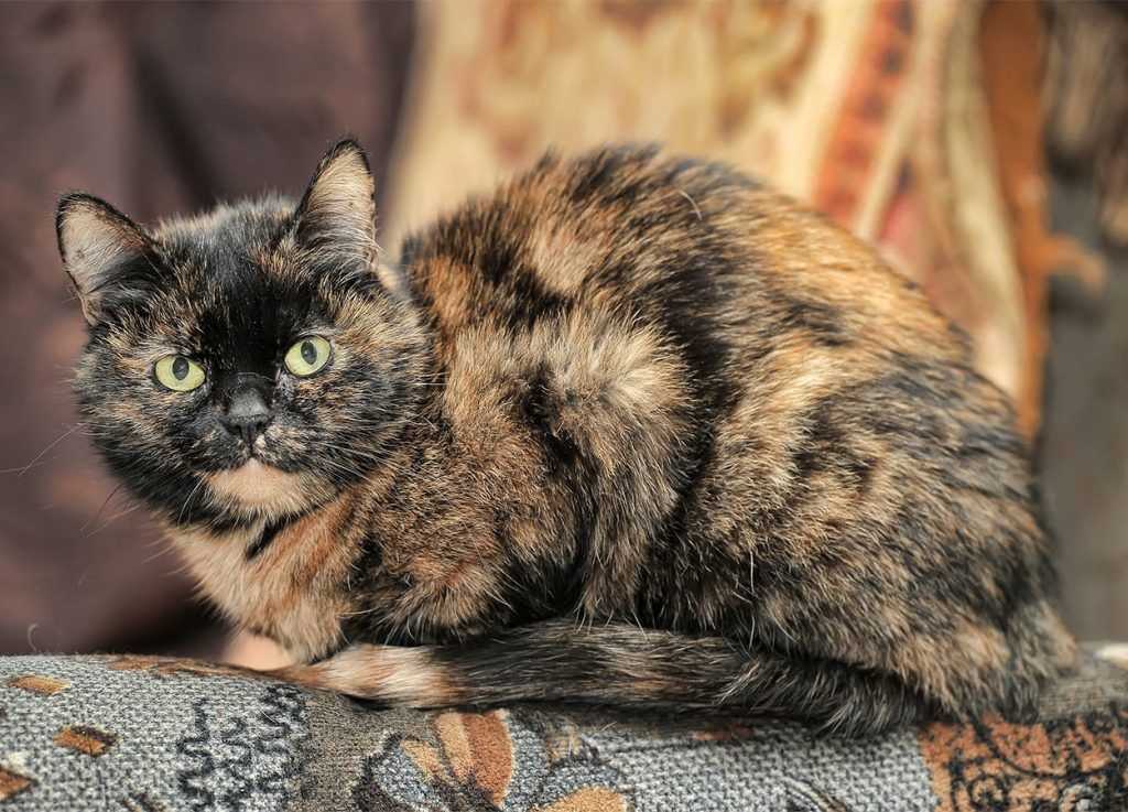 Трехцветная кошка в доме: приметы и суеверия