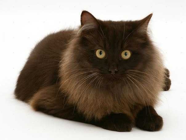 Йоркская шоколадная кошка : содержание дома, фото, купить, видео, цена