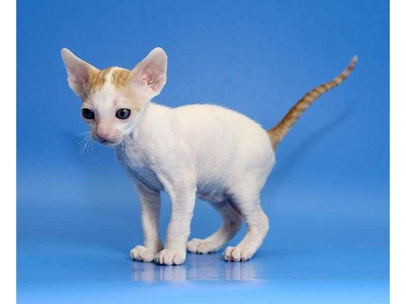 Сайт кошек и котят породы корниш-рекс и питомника cornelian