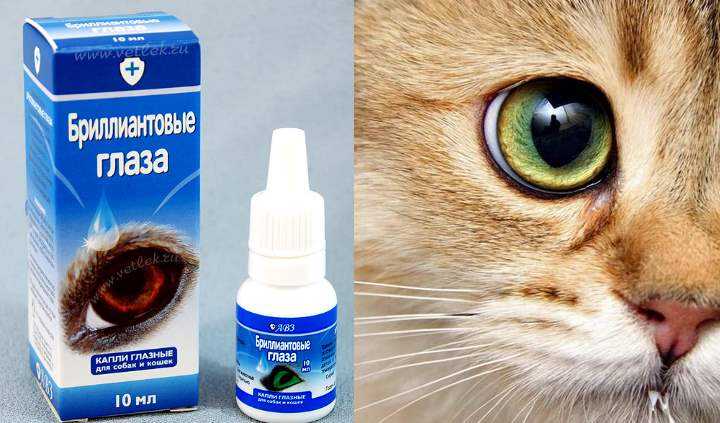 Онсиор для кошек: инструкция по применению, назначение, дозировки, отзывы ветеринаров