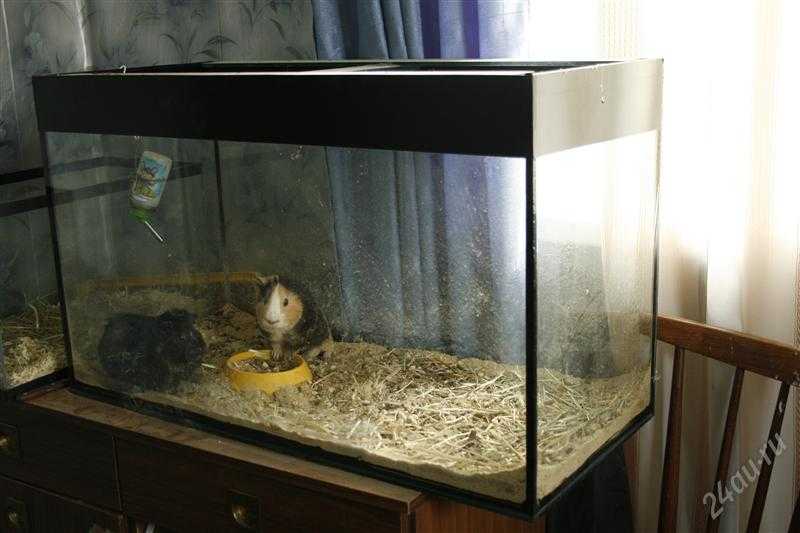 Террариум и аквариум для хомяков, можно ли в них содержать грызунов?