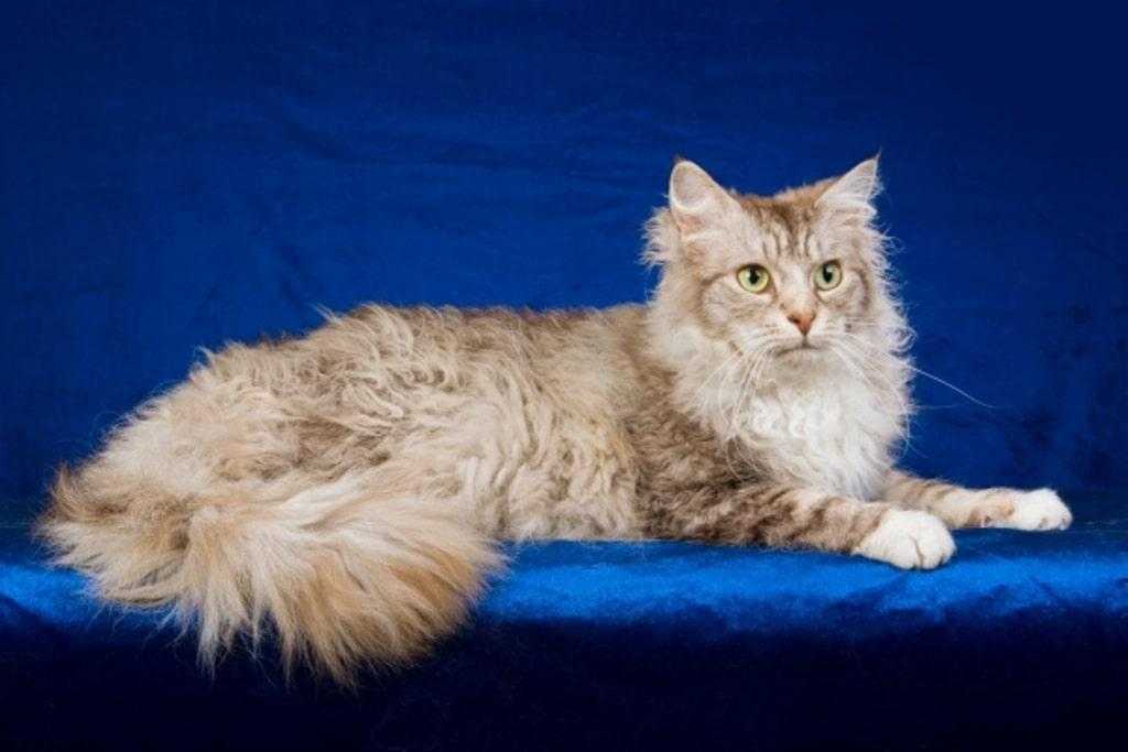 Ла-перм: описание породы кошек, фото и видео материалы, отзывы о породе