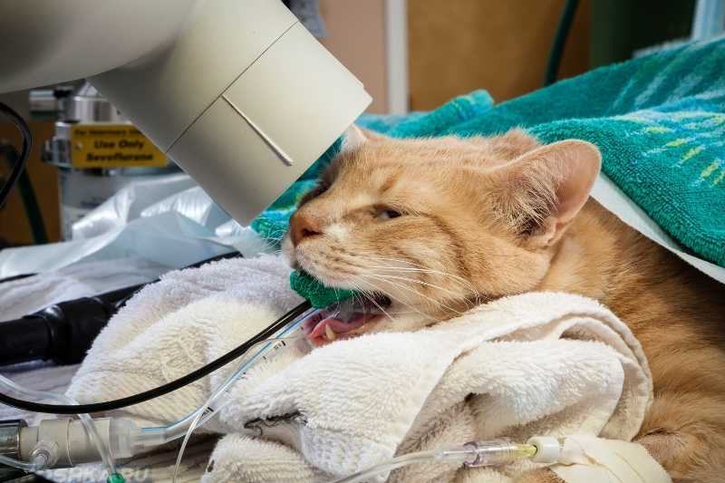 Кошка чихает: причины, симптомы, что делать, методы лечения, что должно насторожить
