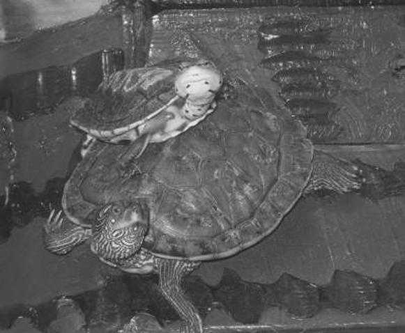 Черепаха: виды, особенности, где живут, что едят, размножение, интересные факты, 105 фото