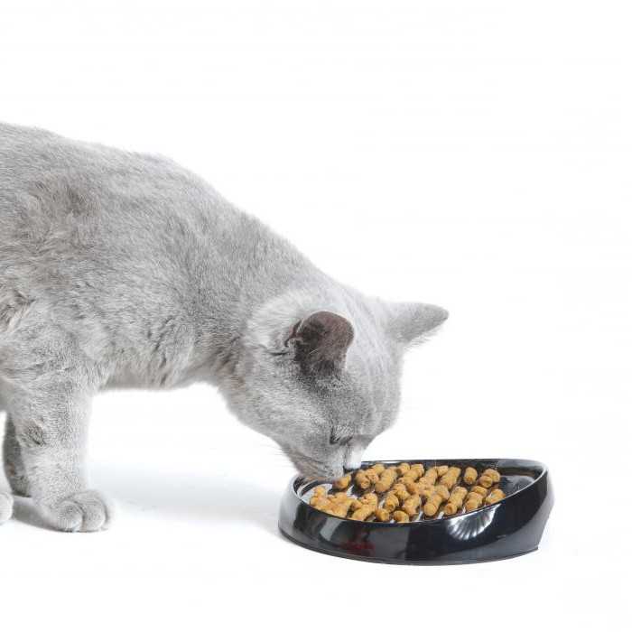 Как размачивать сухой корм для кошек: мнение ветеринара