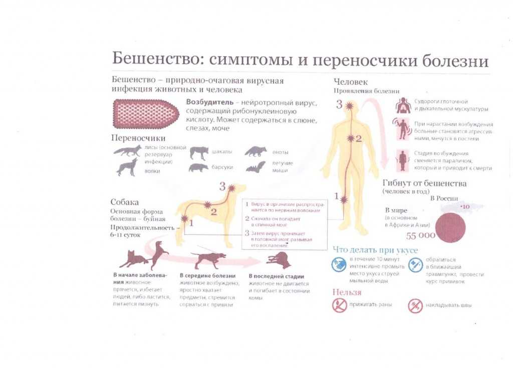 Лабораторная диагностика инфекционного гепатита и аденовироза собак.