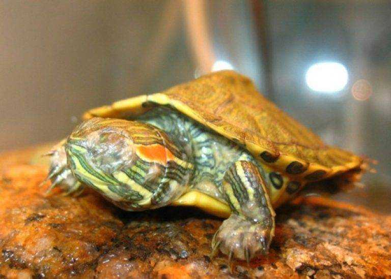Когда и на сколько красноухие черепахи впадают в спячку. Как правильно ввести черепаху в спячку и уход за ней во время зимовки. Нужна ли спячка красноушке в домашних условиях.