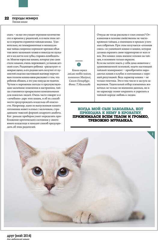 Анатолийская кошка турецкая короткошерстная история характер и особенности содержания