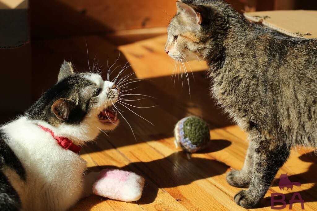 Как отучить котенка кусаться и царапаться: правильный подход к маленькому озорнику