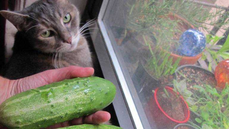 Коты против огурцов или как обычный овощ способен напугать гордое животное