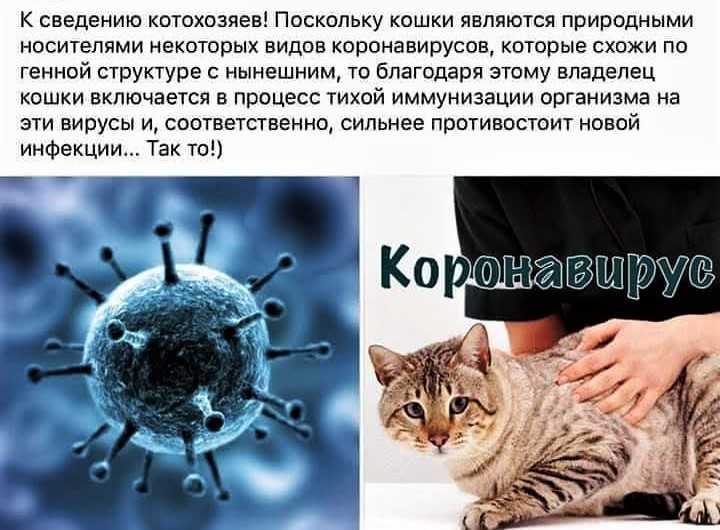 Кошачий коронавирус - feline coronavirus