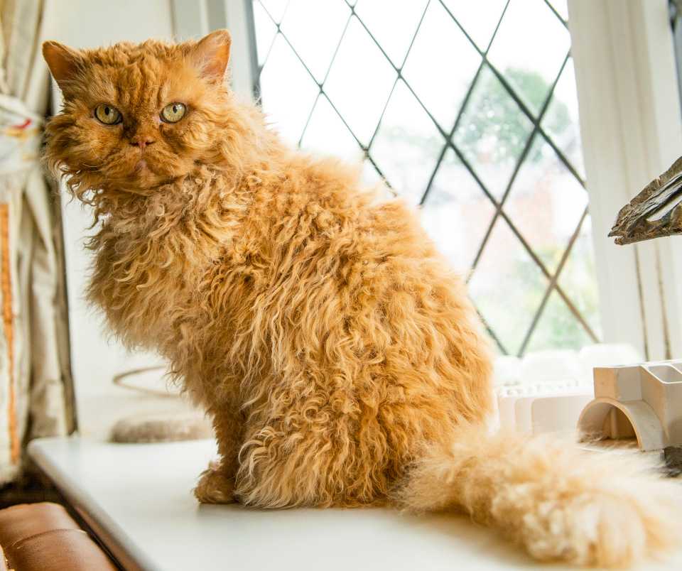 Кошка лаперм: история породы, советы по уходу, фото
