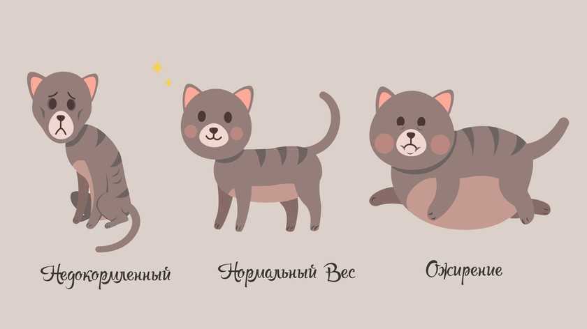 Как определить пол котенка. как отличить кота от кошки