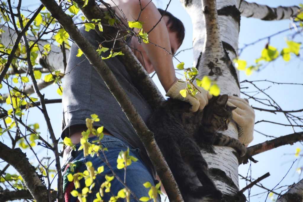 2 проверенных способа как снять кота с высокого дерева, если она уже долго там сидит
