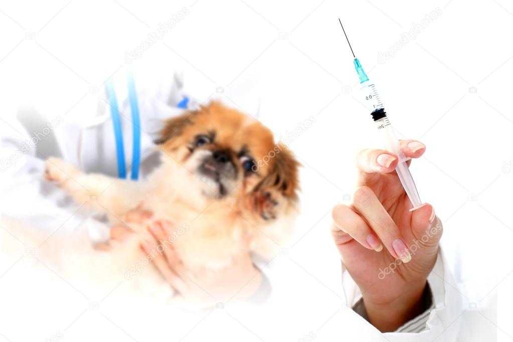 Прививки от бешенства для собак: когда и как делать