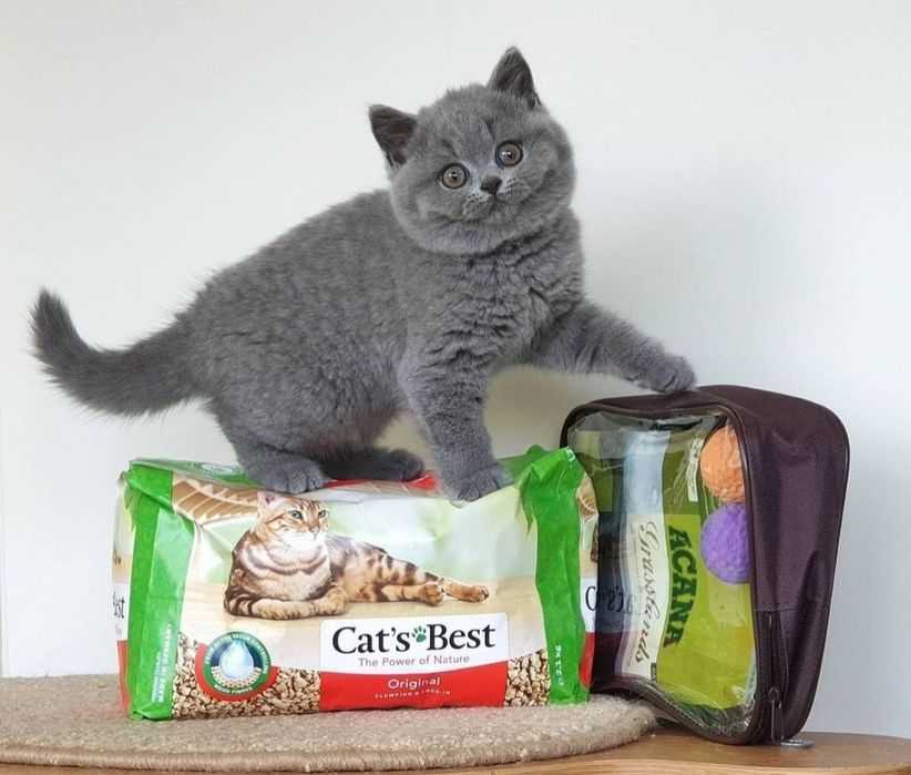 Чем кормить британского кота правильно: топ 10 лучших кормов