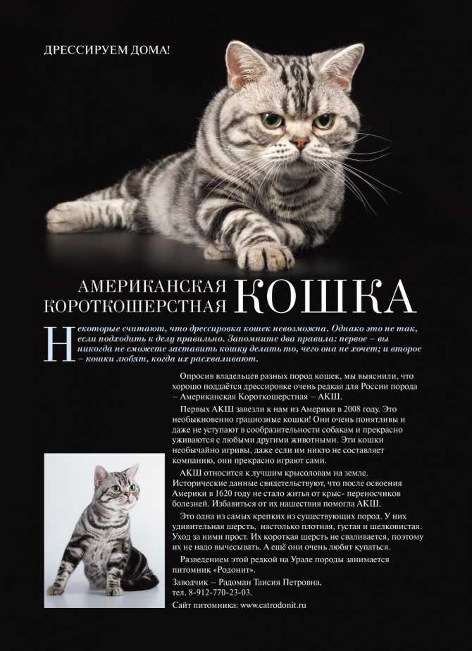 Узнайте больше о породе анатолийская кошка. происхождение породы анатолийской кошки, внешний вид, характер, окрасы, уход, цена и питомники.