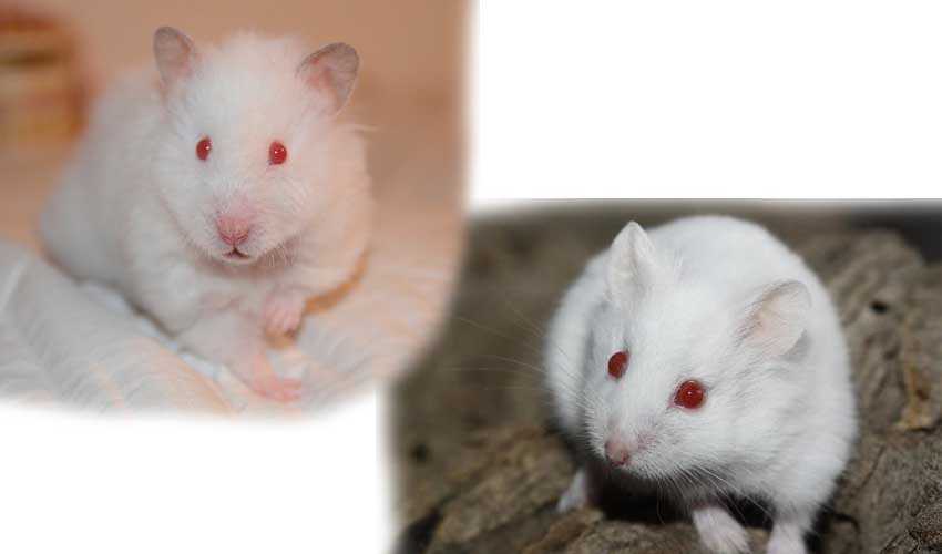 Пыльная мышь или крыса разрушающая законы генетики.. обсуждение на liveinternet
