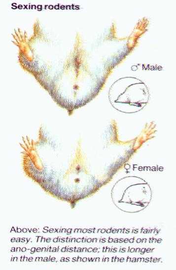 Как определить пол сирийского хомяка и выяснить самка это или самец