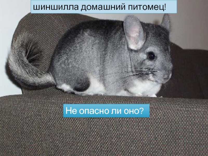 ᐉ пахнут ли шиншиллы или нет, будет ли запах в квартире? - zoopalitra-spb.ru