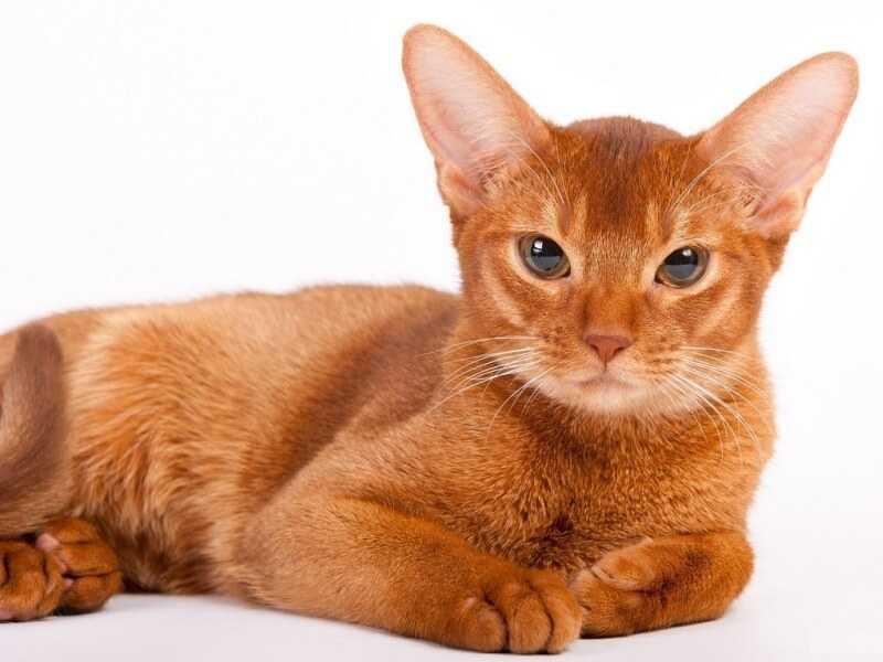 Абиссинская кошка фото окрасы