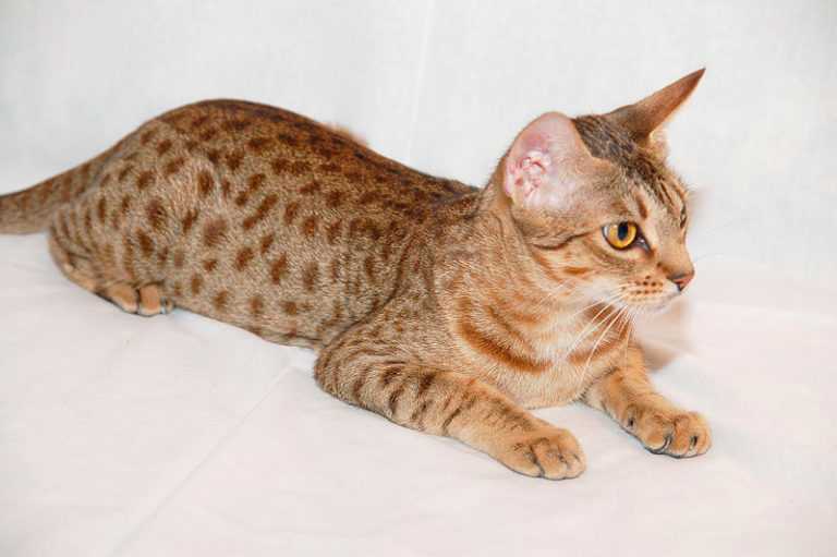 Оцикет: описание породы, характеристика и фото кота, а также цена на котят и отличия от бенгальской кошки