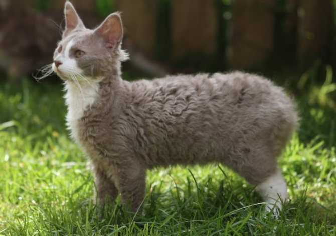 Лаперм: порода кошек с кудрявой шерсткой и милым характером 😺