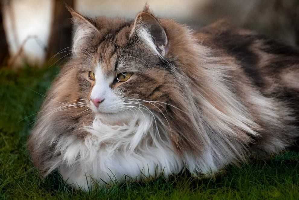 Европейская короткошерстная кошка: все о кошке, фото, описание породы, характер, цена