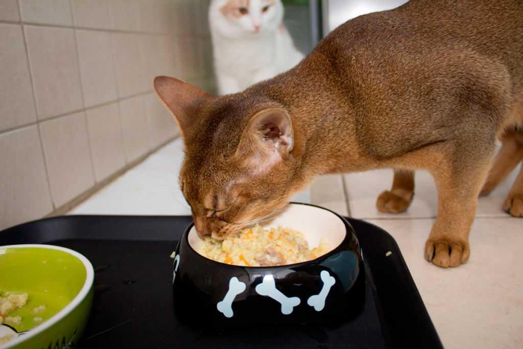 Почему кошка закапывает еду?