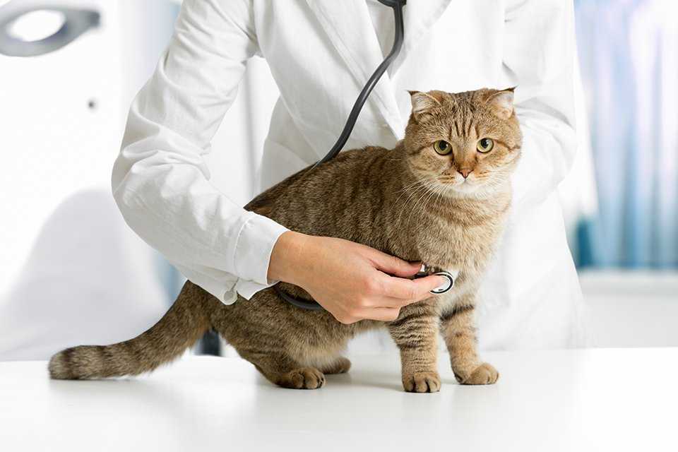 Овариогистерэктомия кошки