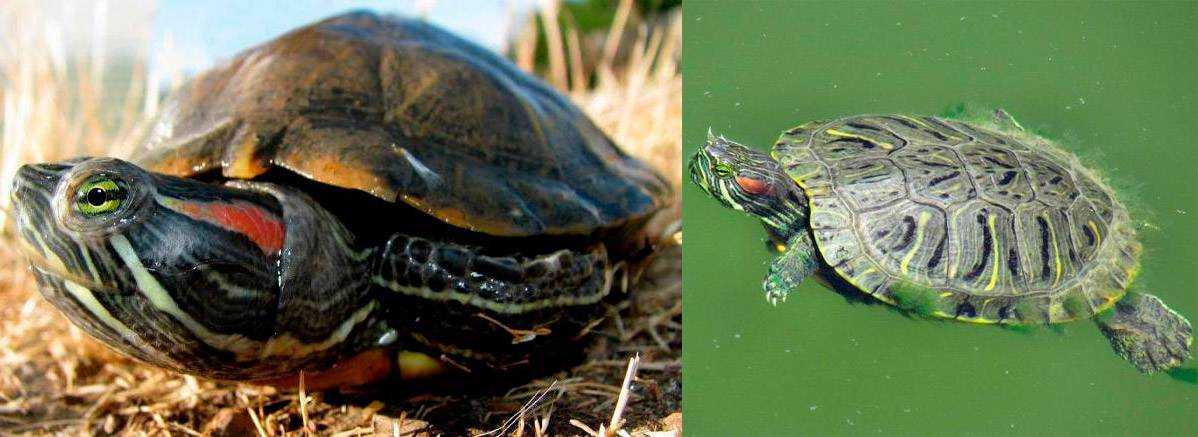 Можно ли красноухую черепаху держать без воды? сколько по времени может находиться черепашка без воды в домашних условиях?