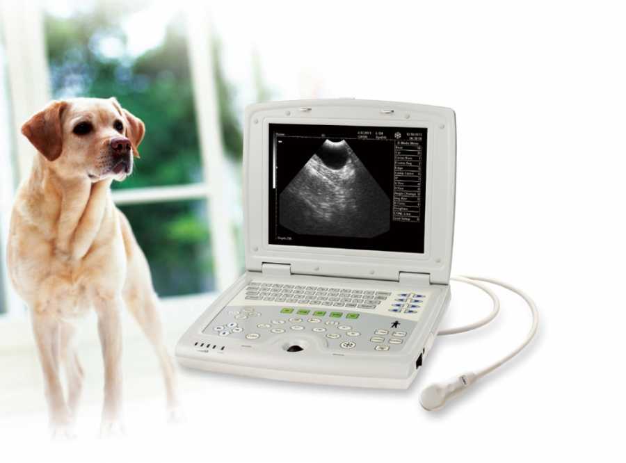 Физиологические особенности новорожденных щенков и котят | ветеринарная клиника айболит