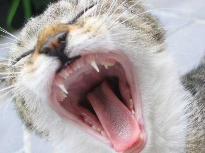 Сколько зубов у взрослой кошки и когда у котят меняются молочные зубы на коренные