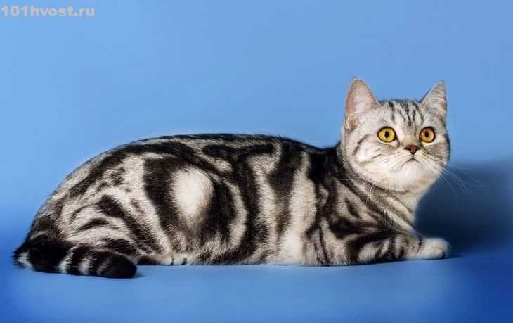 Шотландская вислоухая кошка – скоттиш-фолд