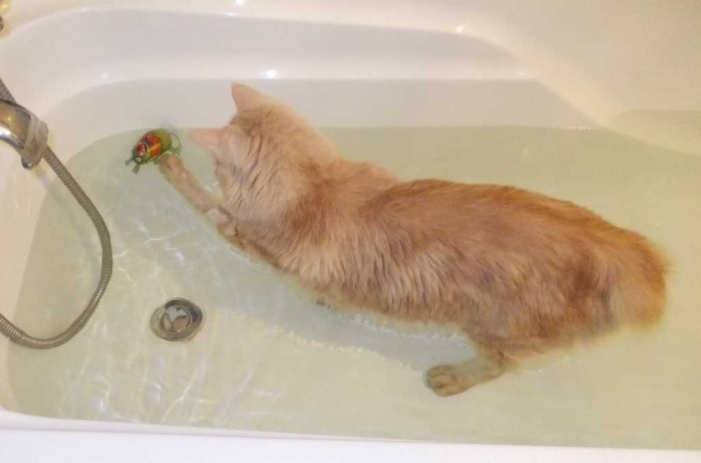 Зачем коты постоянно моются