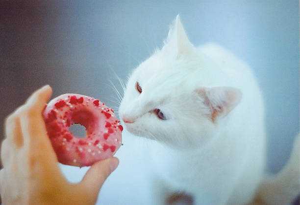 Кошка ест конфеты. почему кошкам нельзя сладкое