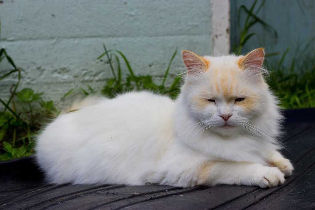 Наполеон кошка: происхождение, породные особенности, правила содержания, выбор