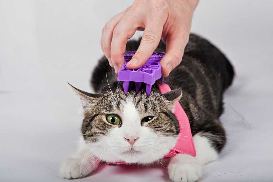 Как правильно гладить кошку: когда можно, приятные зоны