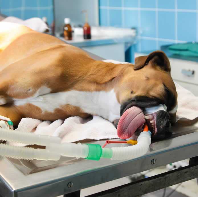 Как долго кошка отходит от наркоза после стерилизации, виды операций, правила ухода за животным, возможные осложнения после хирургического вмешательства