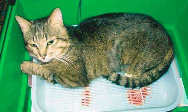 Причины и последствия мкб мочекаменная болезнь у котов и кошек всех пород
