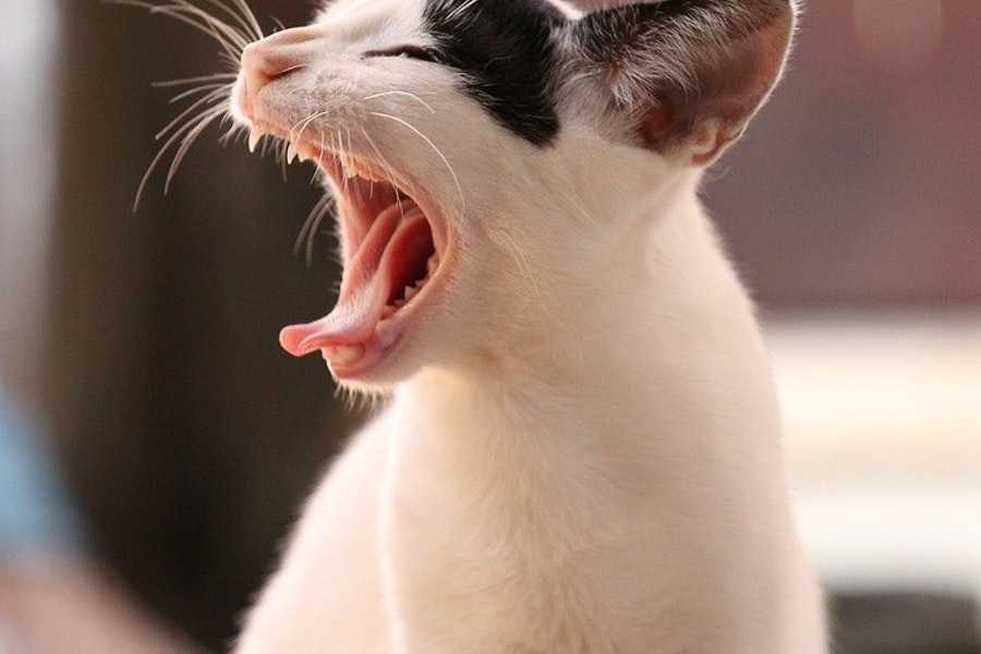 Кошка хрюкает при дыхании: возможные причины непонятных звуков