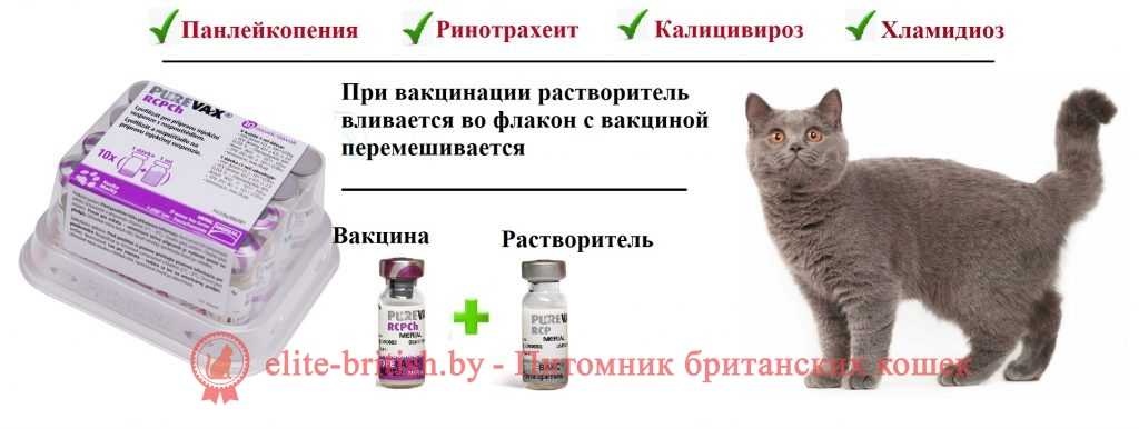 Бешенство у кошек - лечение, основные причины и симптомы