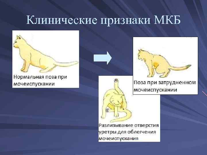 Мочекаменная болезнь оксалатно-кальциевого типа у кошек – статья о лечении животных ивц мва