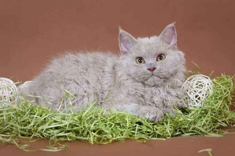 Лаперм кошка. описание, особенности, виды, характер, уход и цена породы лаперм