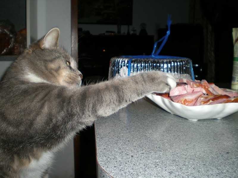 Можно ли кошкам свинину: о пользе и вреде свиного мяса, почему нельзя котам